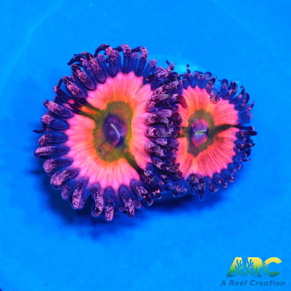 CB Rainbow Infusions