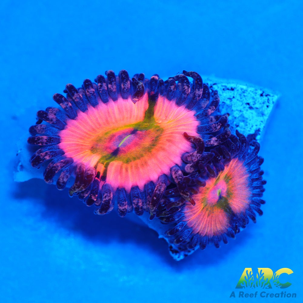 CB Rainbow Infusions