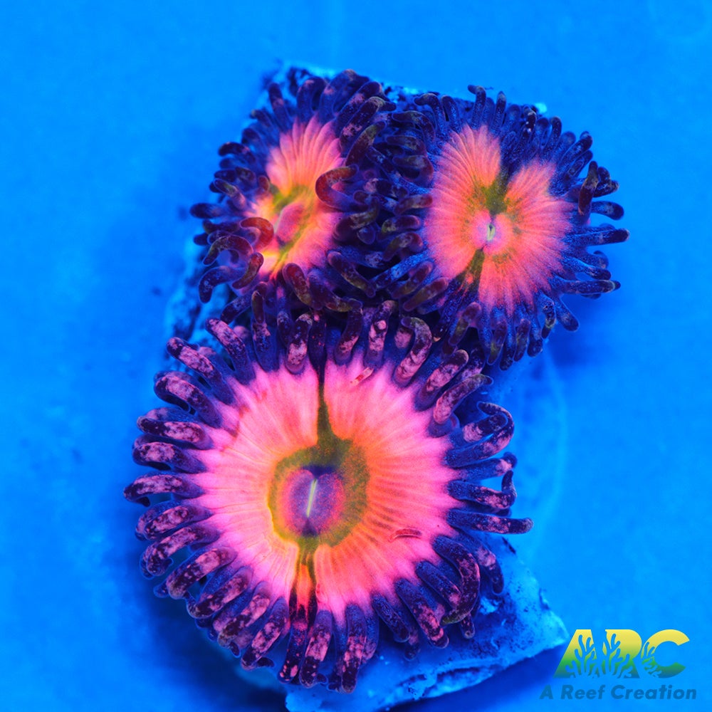 CB Rainbow Infusions