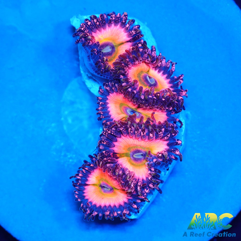 CB Rainbow Infusions