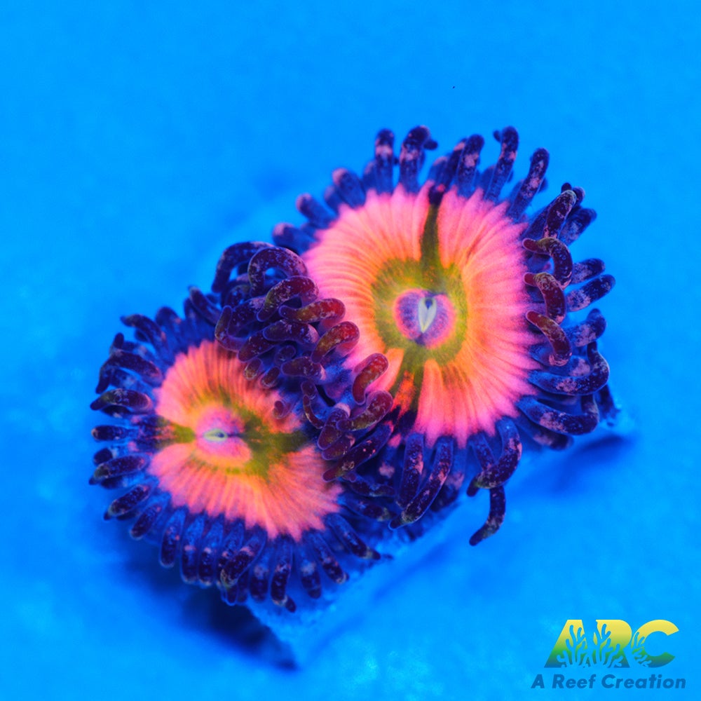 CB Rainbow Infusions