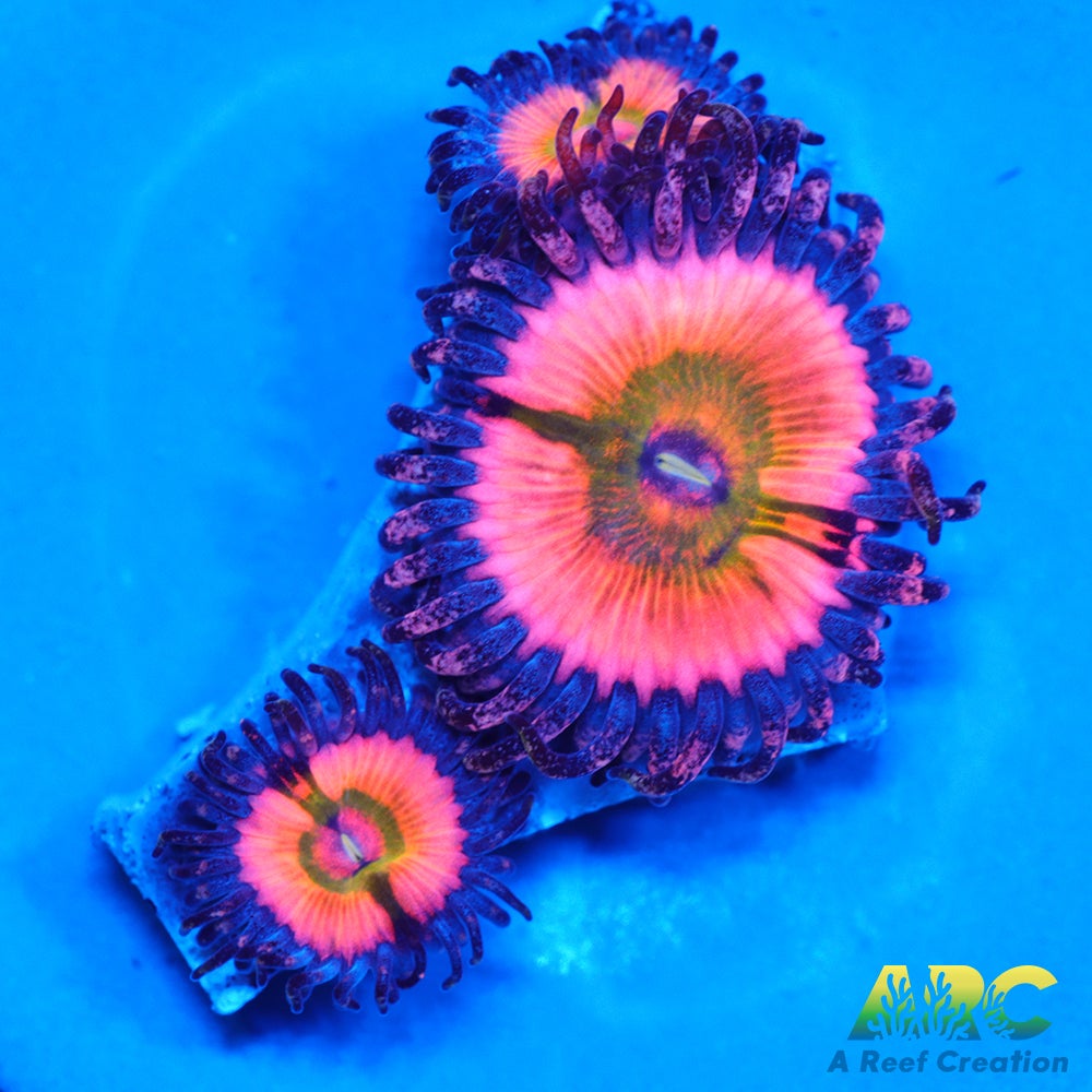 CB Rainbow Infusions