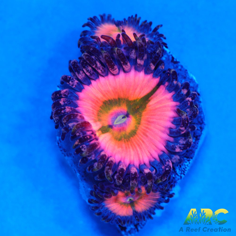 CB Rainbow Infusions