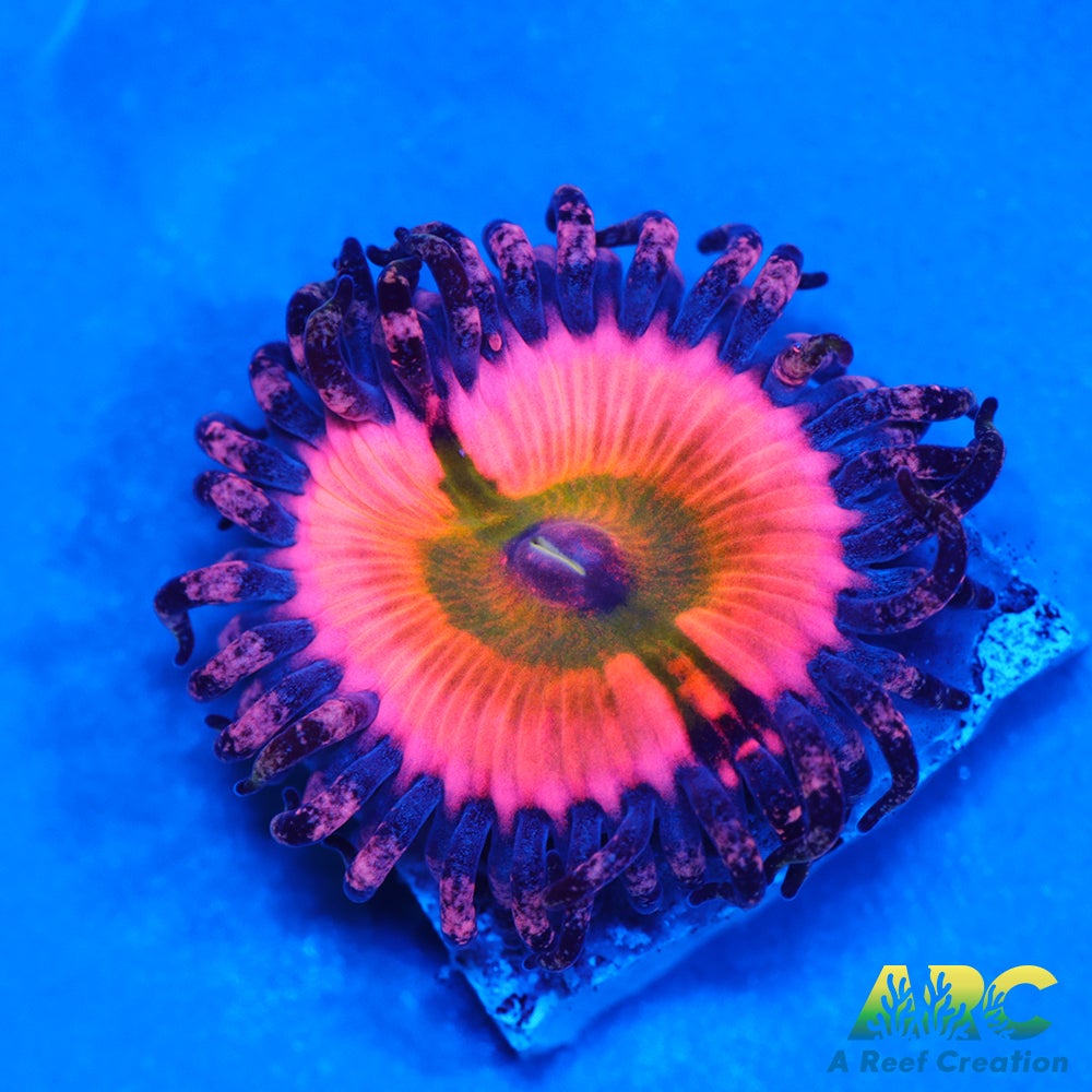 CB Rainbow Infusions