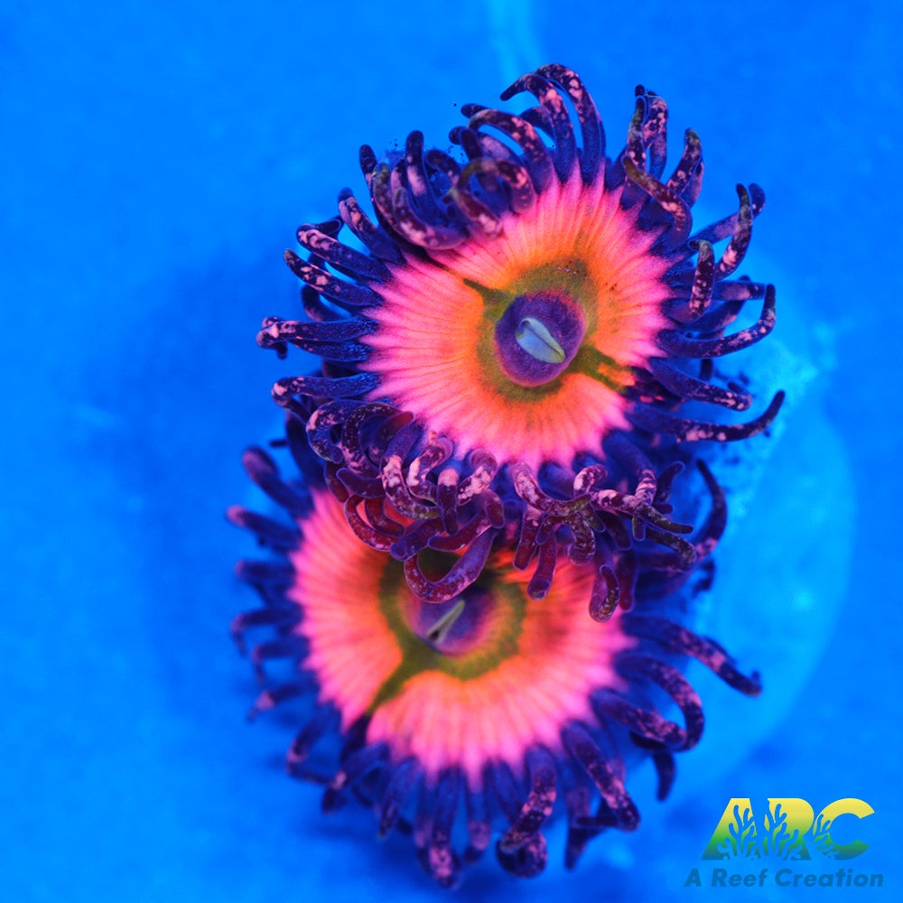 CB Rainbow Infusions