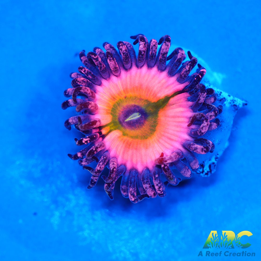 CB Rainbow Infusions