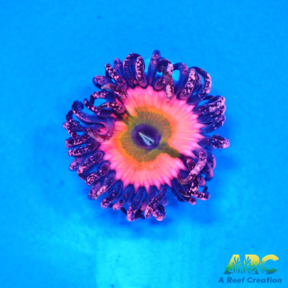 CB Rainbow Infusions