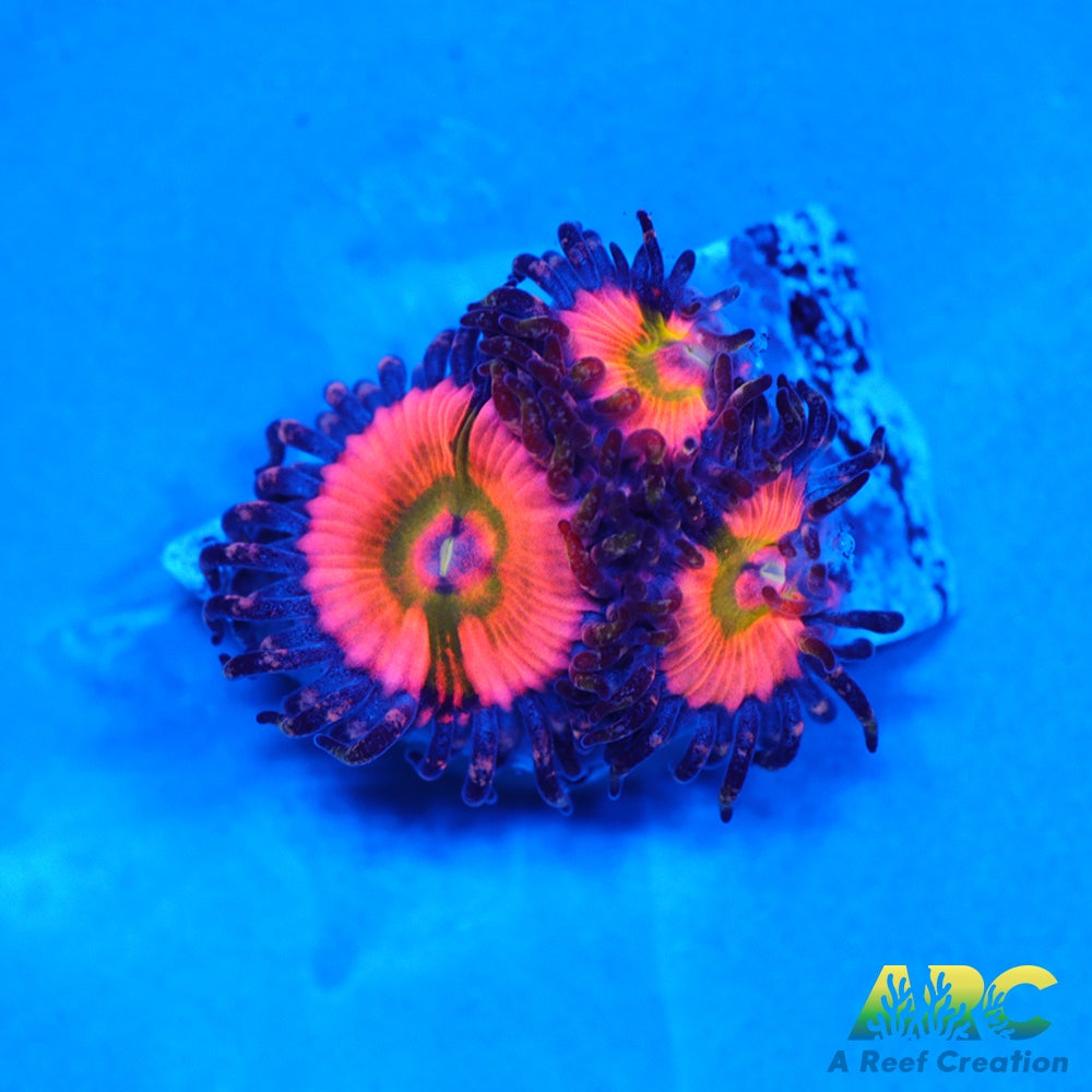 CB Rainbow Infusions