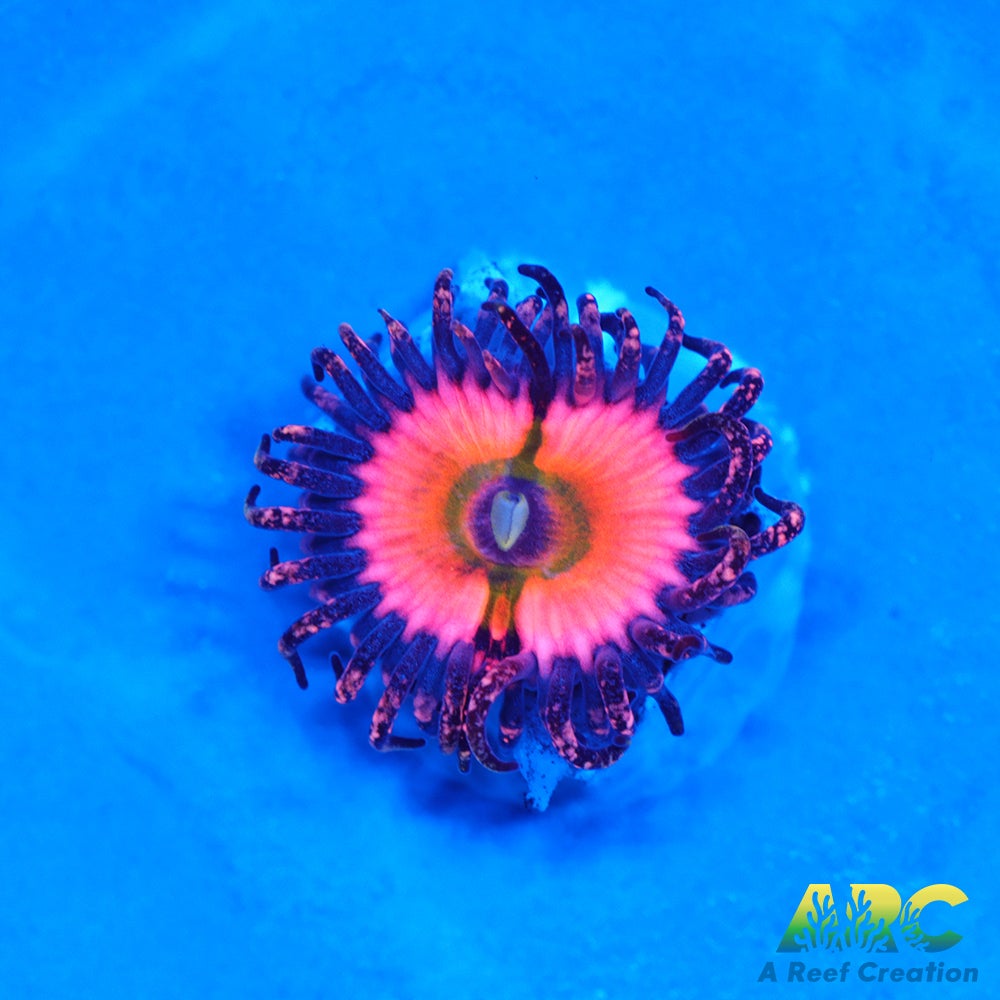 CB Rainbow Infusions