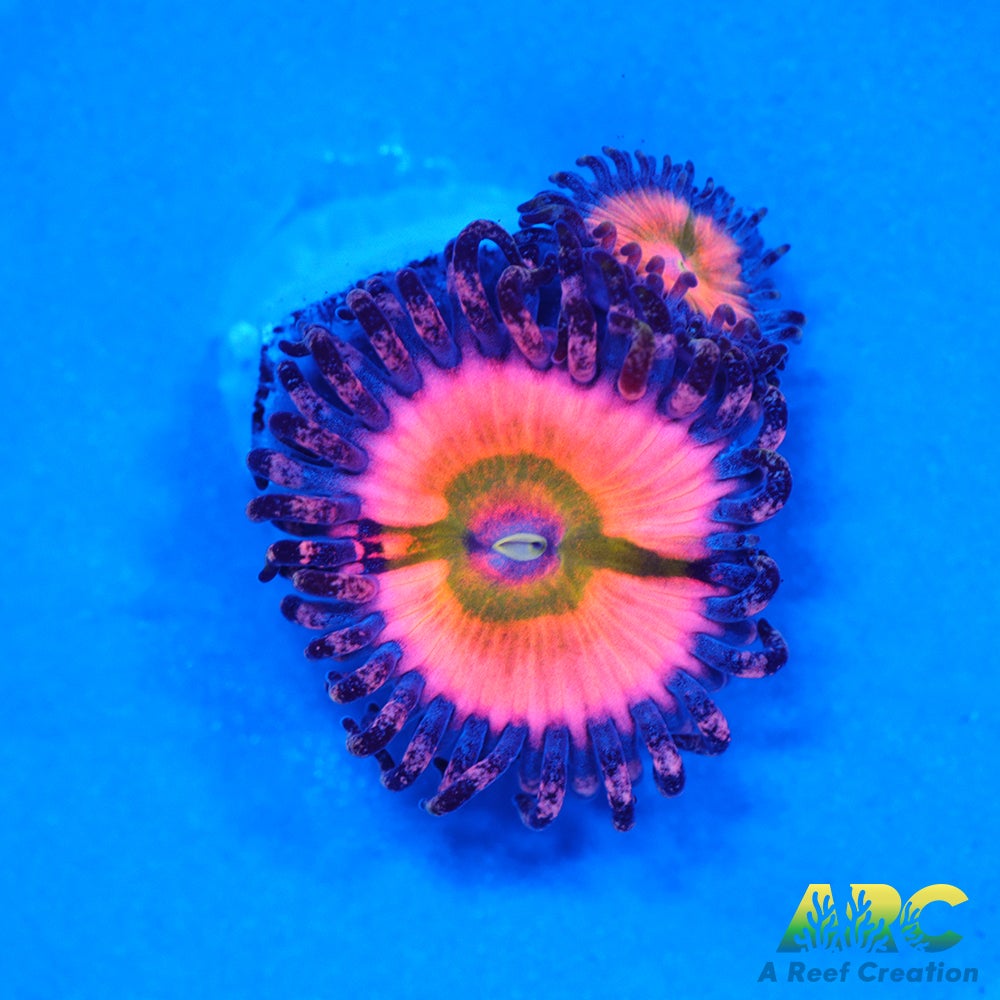 CB Rainbow Infusions