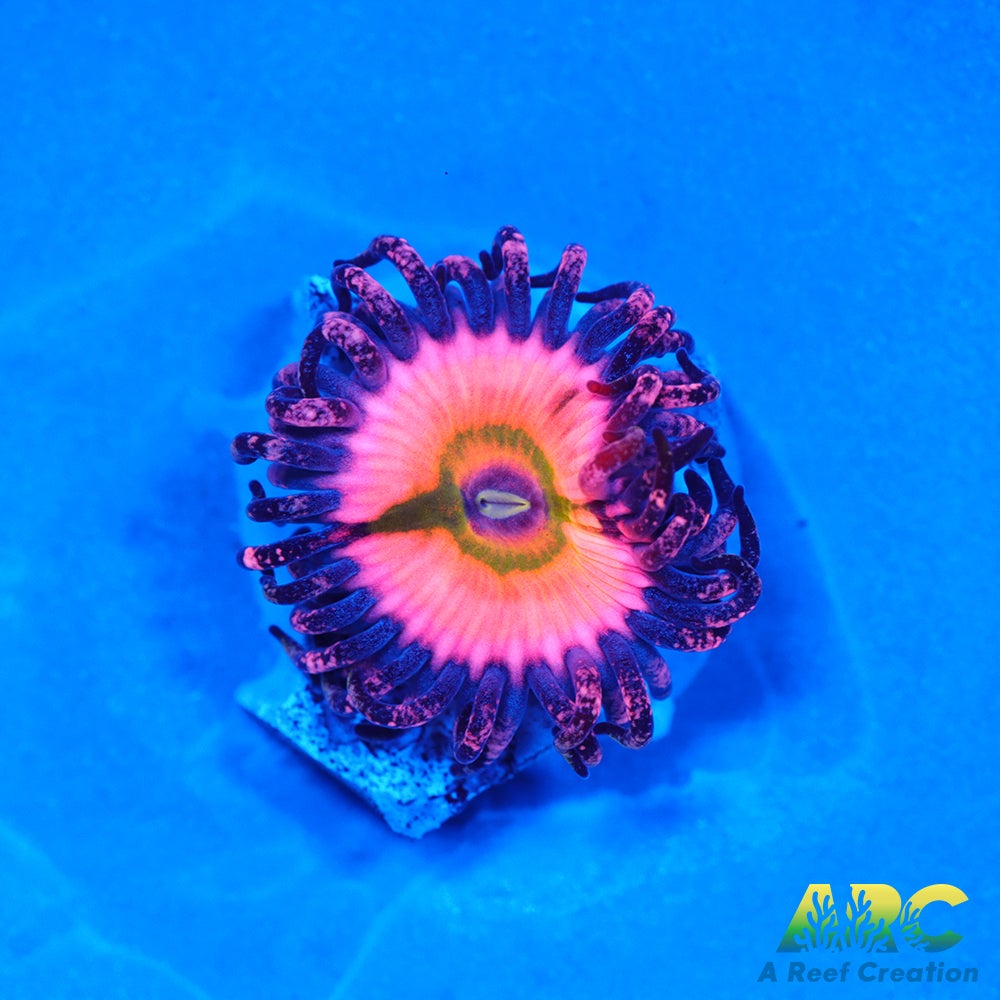 CB Rainbow Infusions