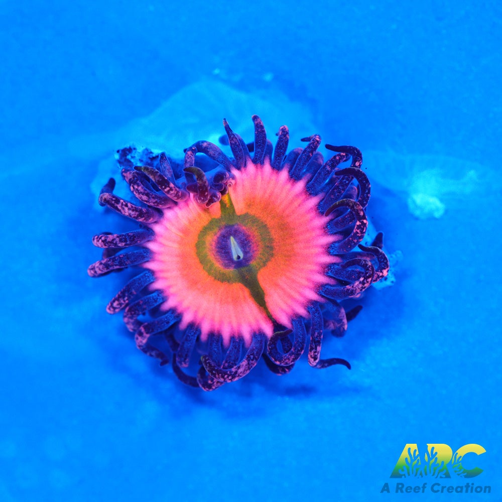 CB Rainbow Infusions