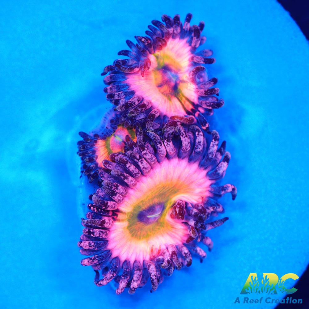 CB Rainbow Infusions