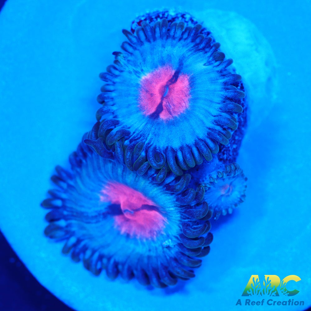 Blue Kiss Zoas
