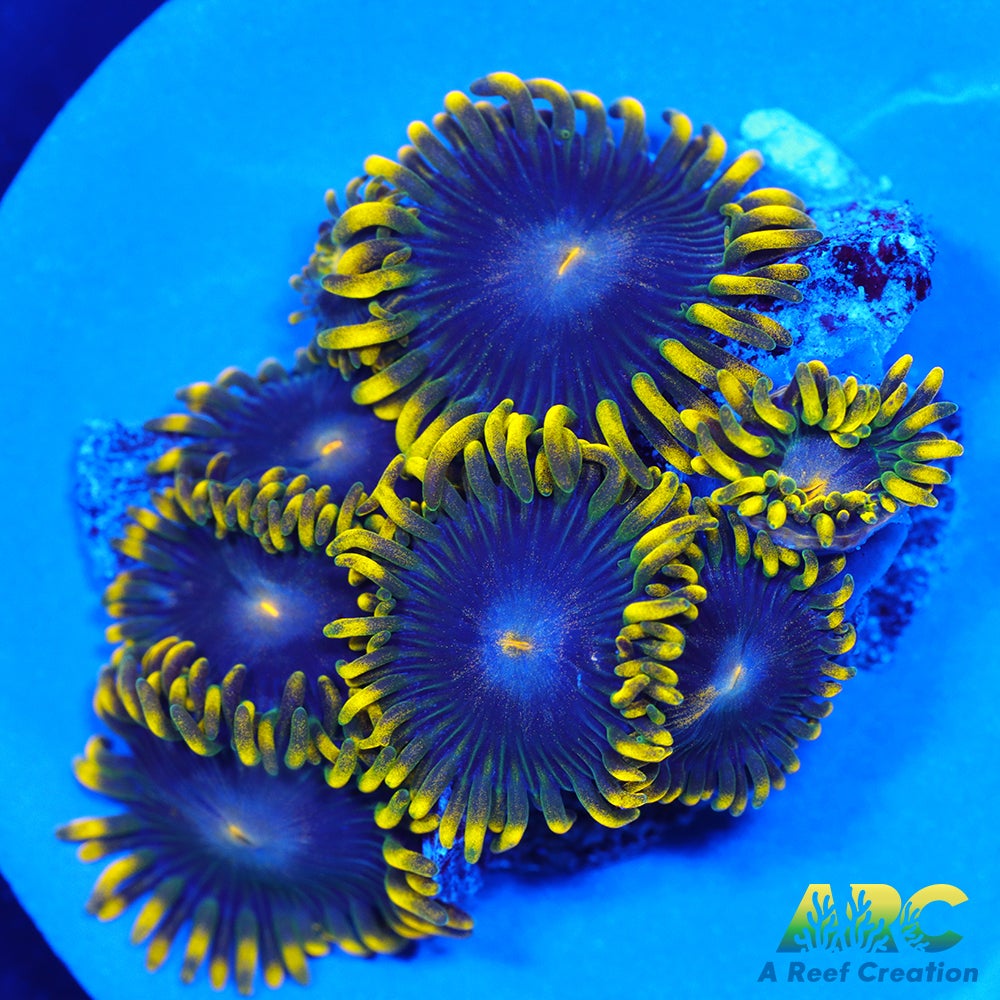 CC Star Fighters Zoas