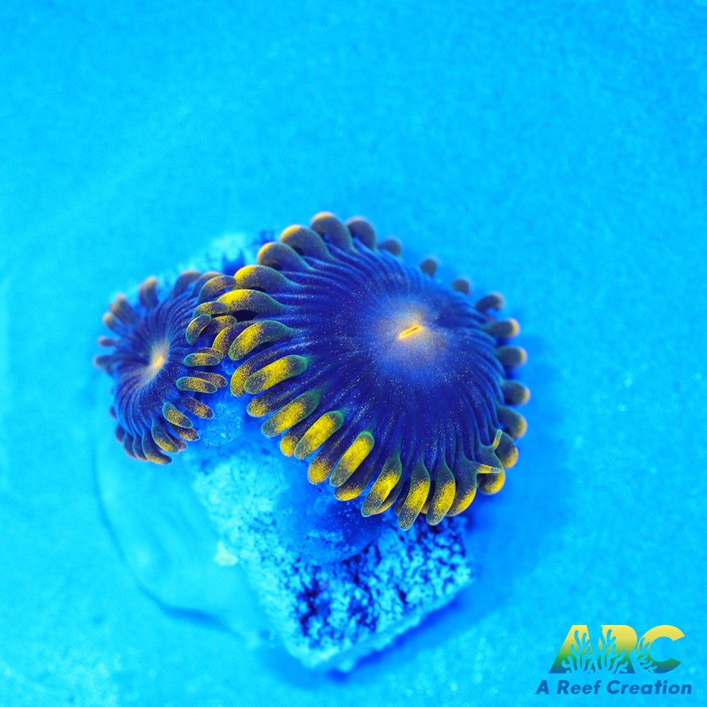 CC Star Fighters Zoas