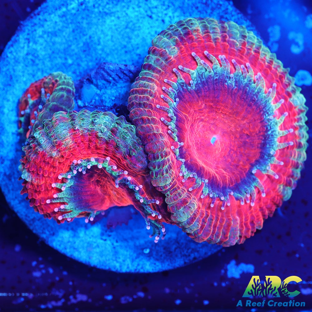 Juicy Red Acan