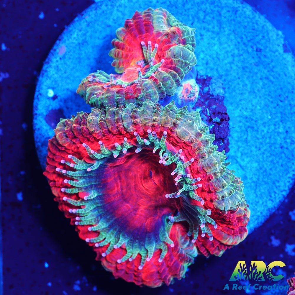Juicy Red Acan