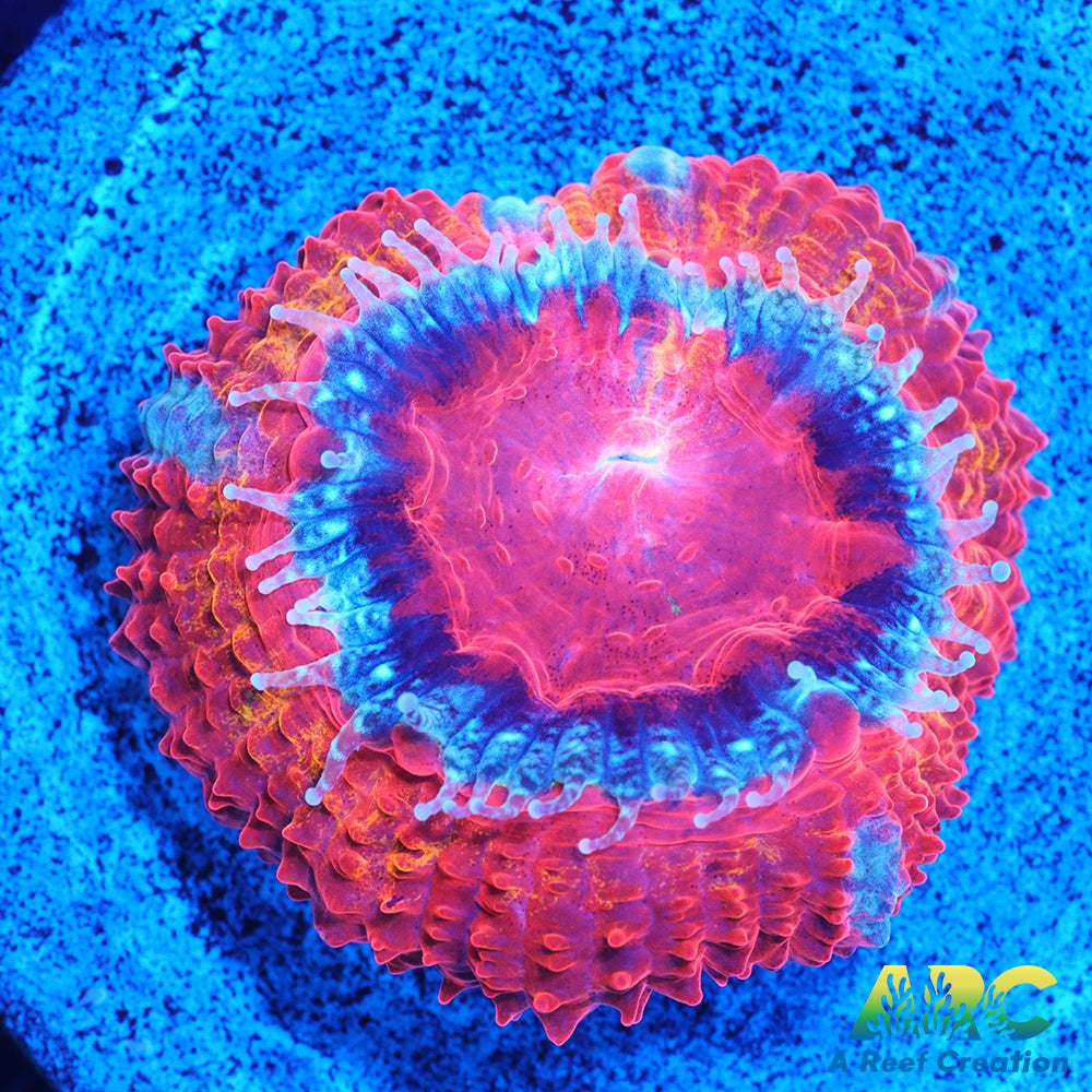 ARC Agent Orange Acan