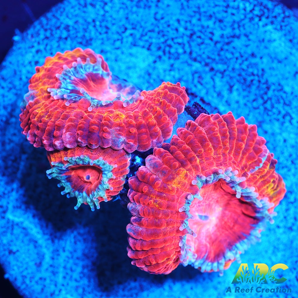 ARC Agent Orange Acan