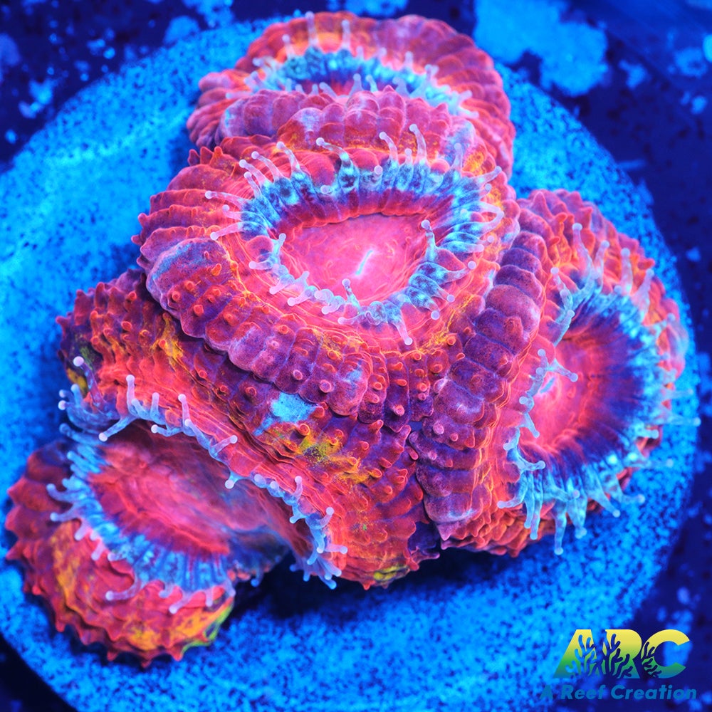 ARC Agent Orange Acan