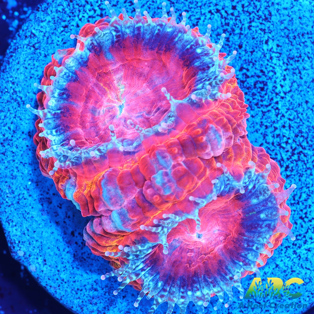 ARC Agent Orange Acan