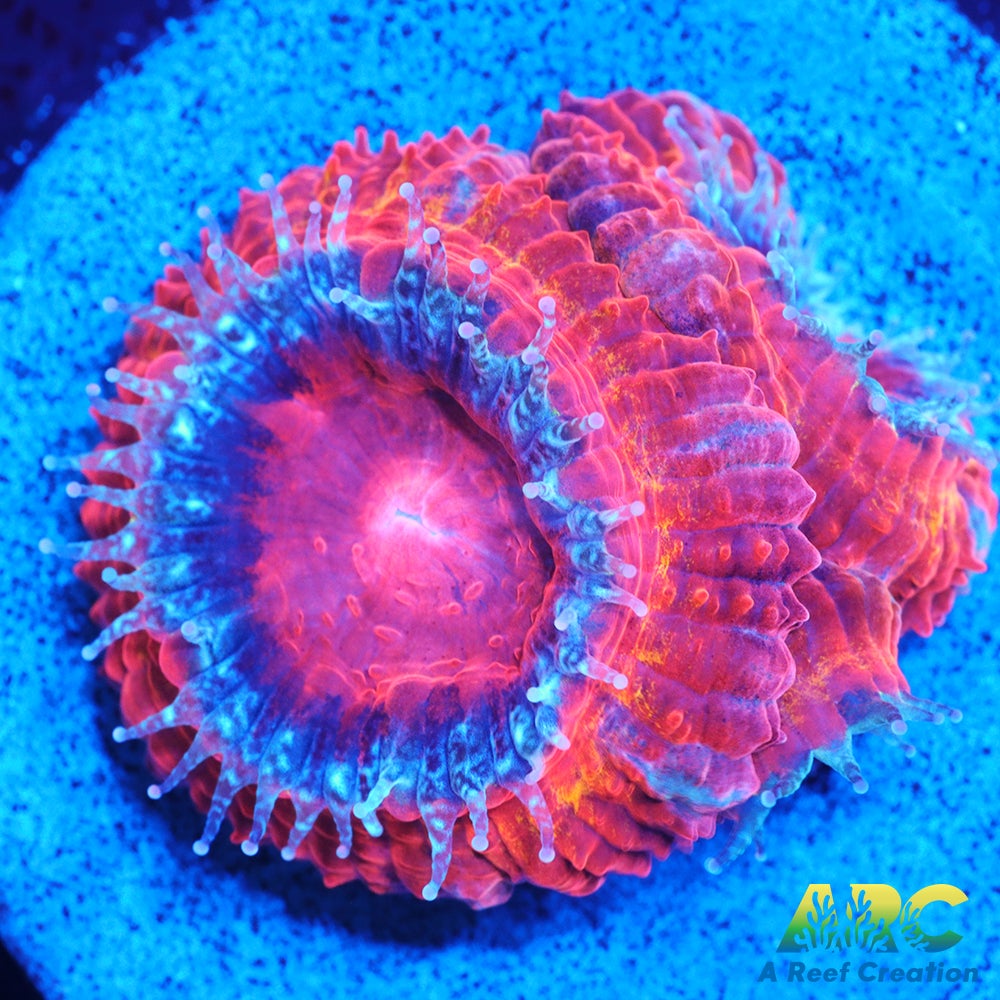 ARC Agent Orange Acan