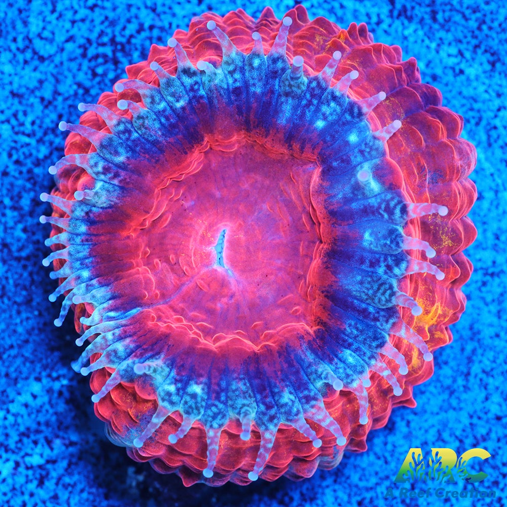 ARC Agent Orange Acan