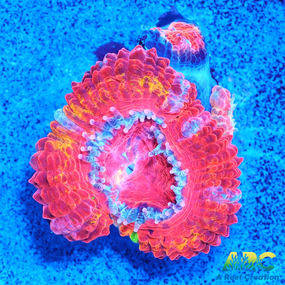 ARC Agent Orange Acan