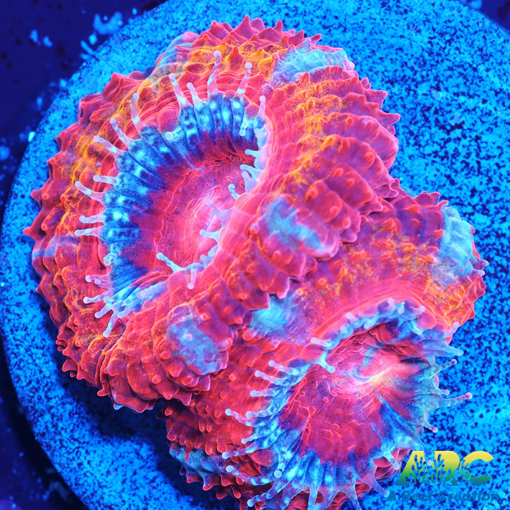 ARC Agent Orange Acan