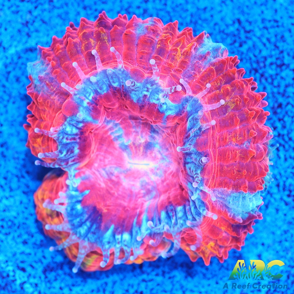 ARC Agent Orange Acan