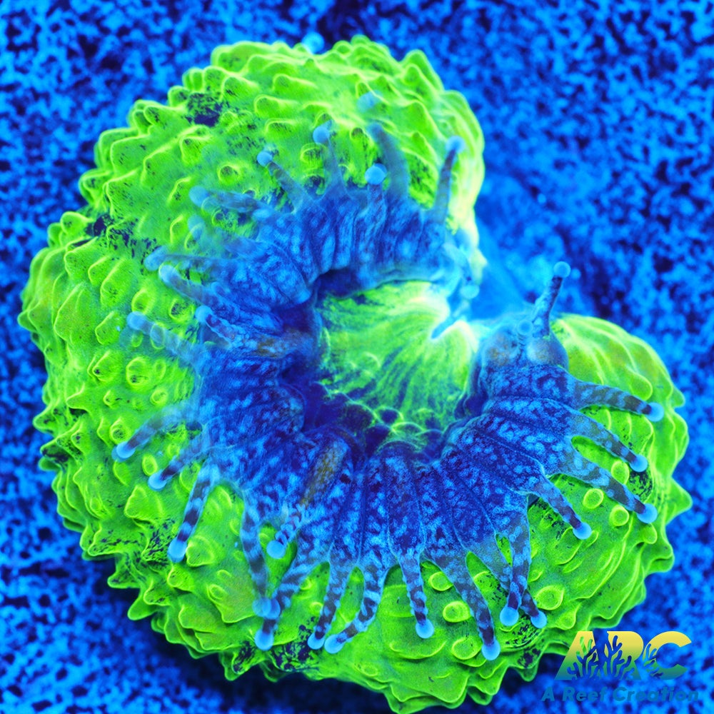ARC Double Green Acan