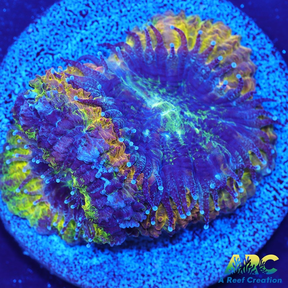 ARC Mellow Yellow Acan