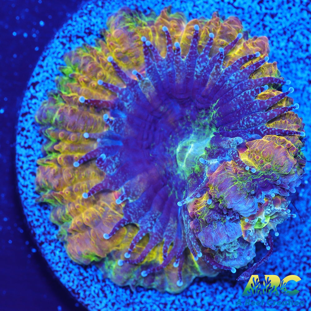 ARC Mellow Yellow Acan