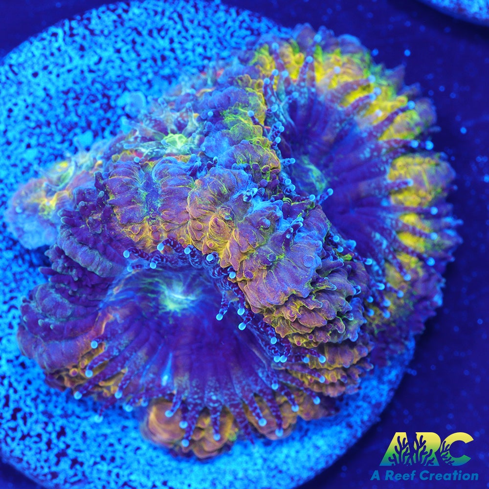 ARC Mellow Yellow Acan