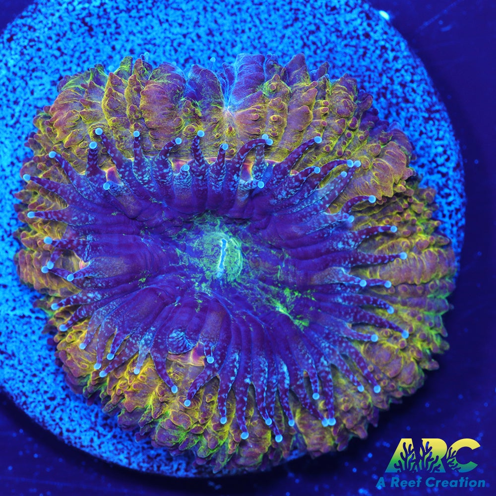 ARC Mellow Yellow Acan