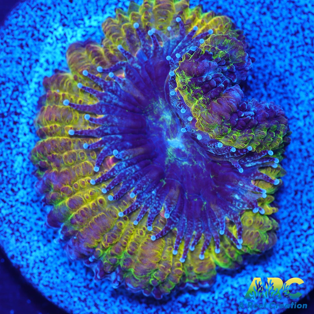 ARC Mellow Yellow Acan