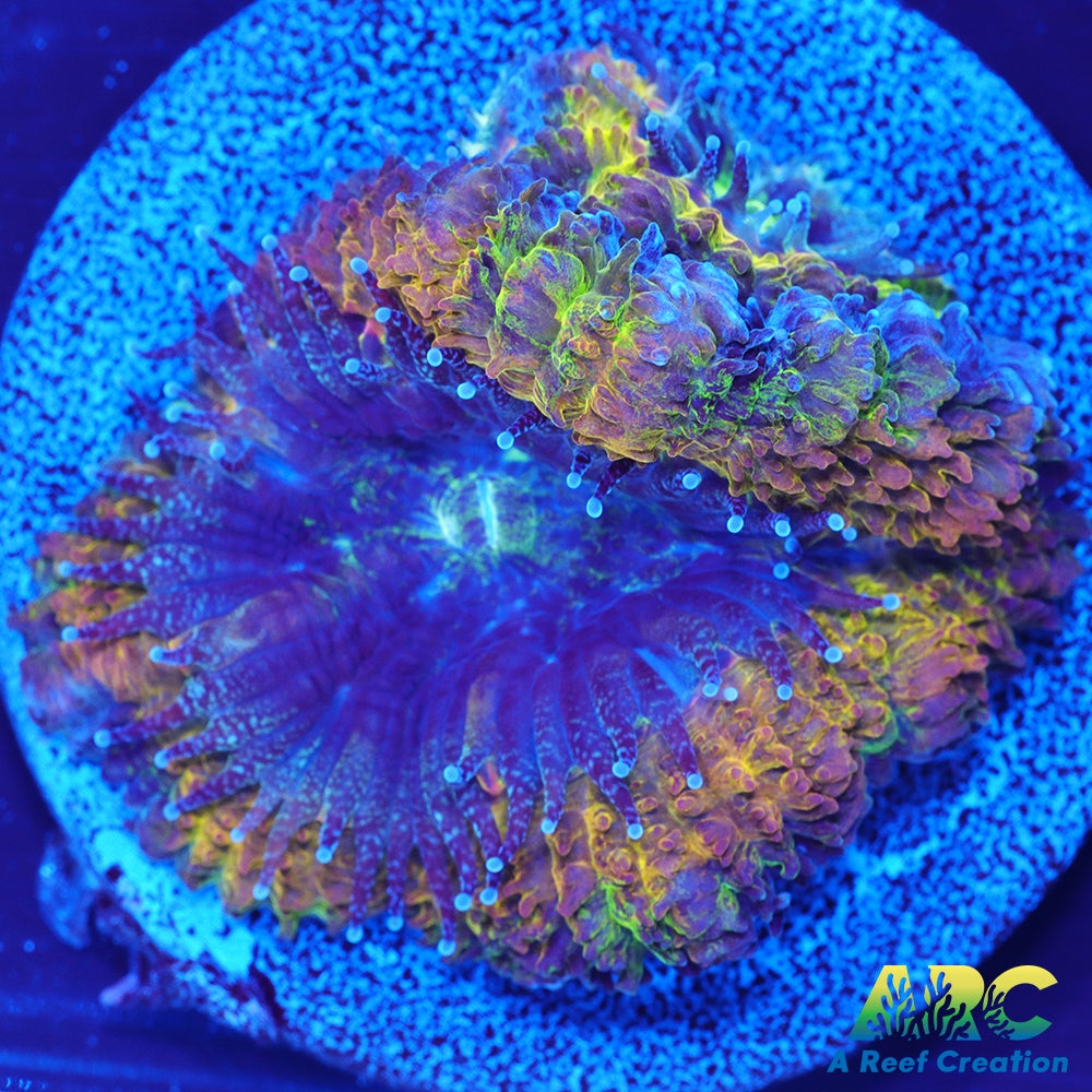 ARC Mellow Yellow Acan