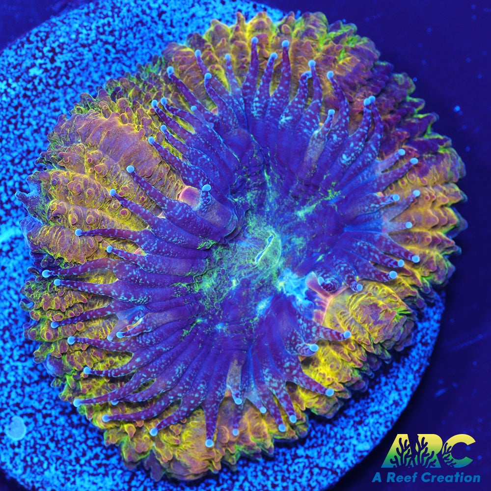 ARC Mellow Yellow Acan