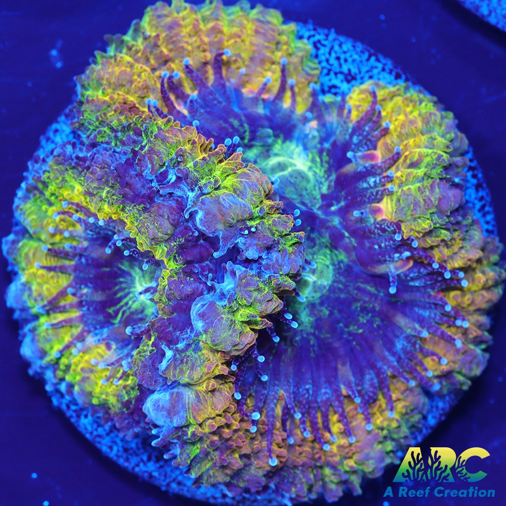 ARC Mellow Yellow Acan