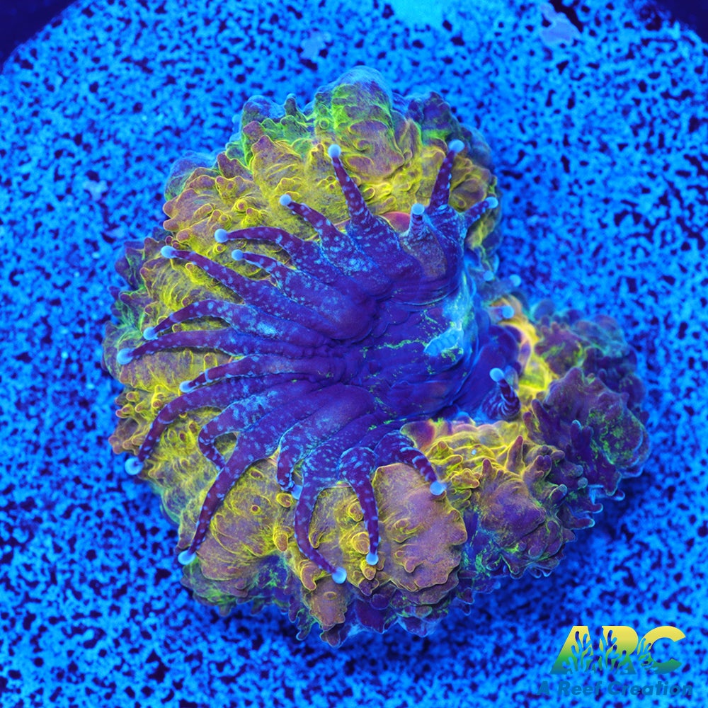ARC Mellow Yellow Acan