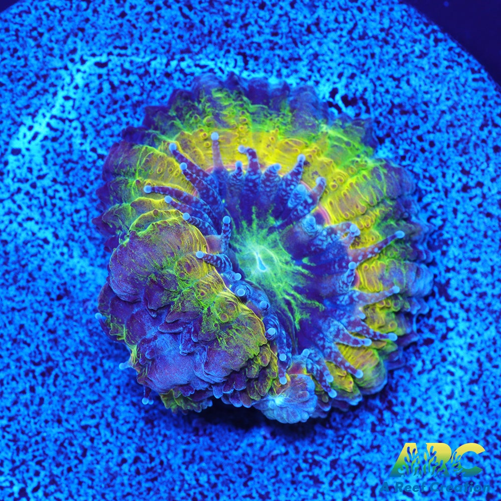 ARC Mellow Yellow Acan