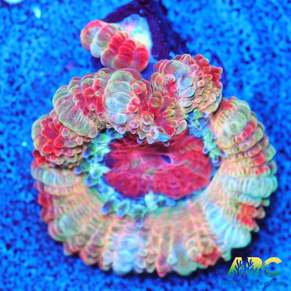 FF Blue Magic Acan
