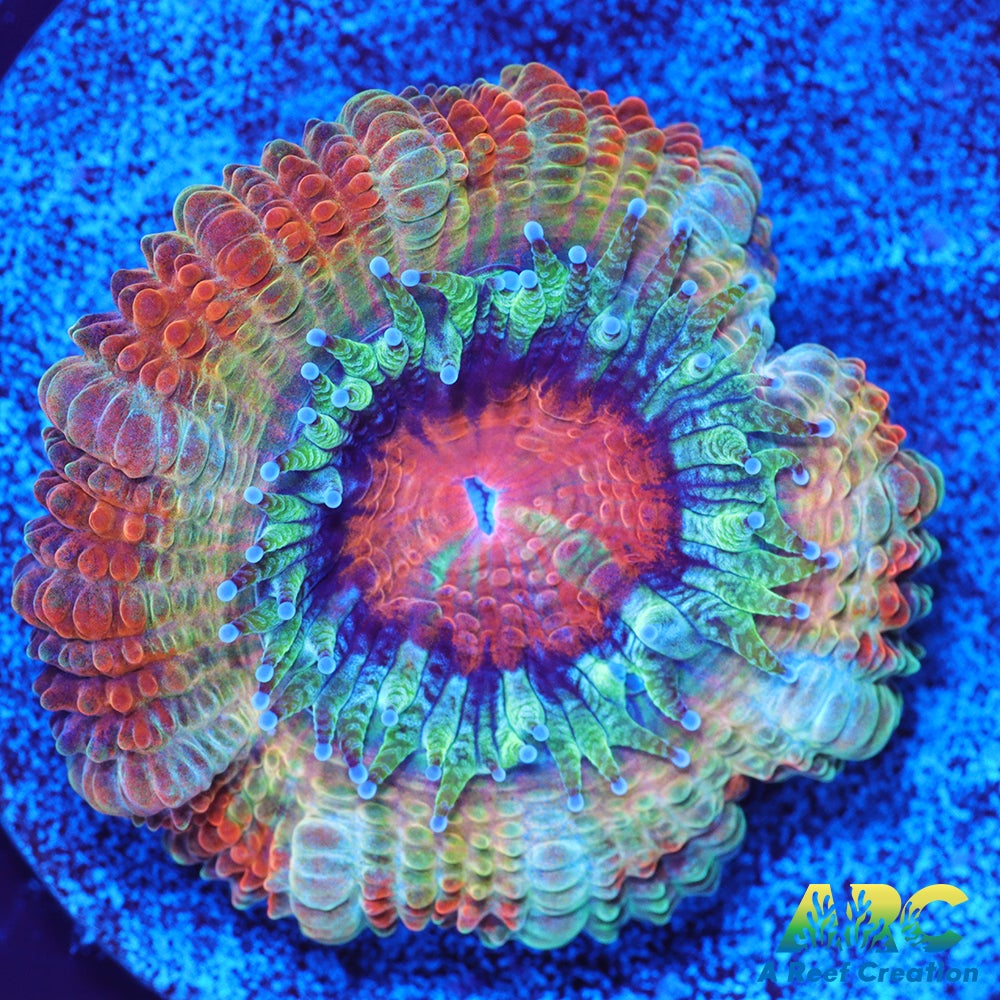 FF Blue Magic Acan