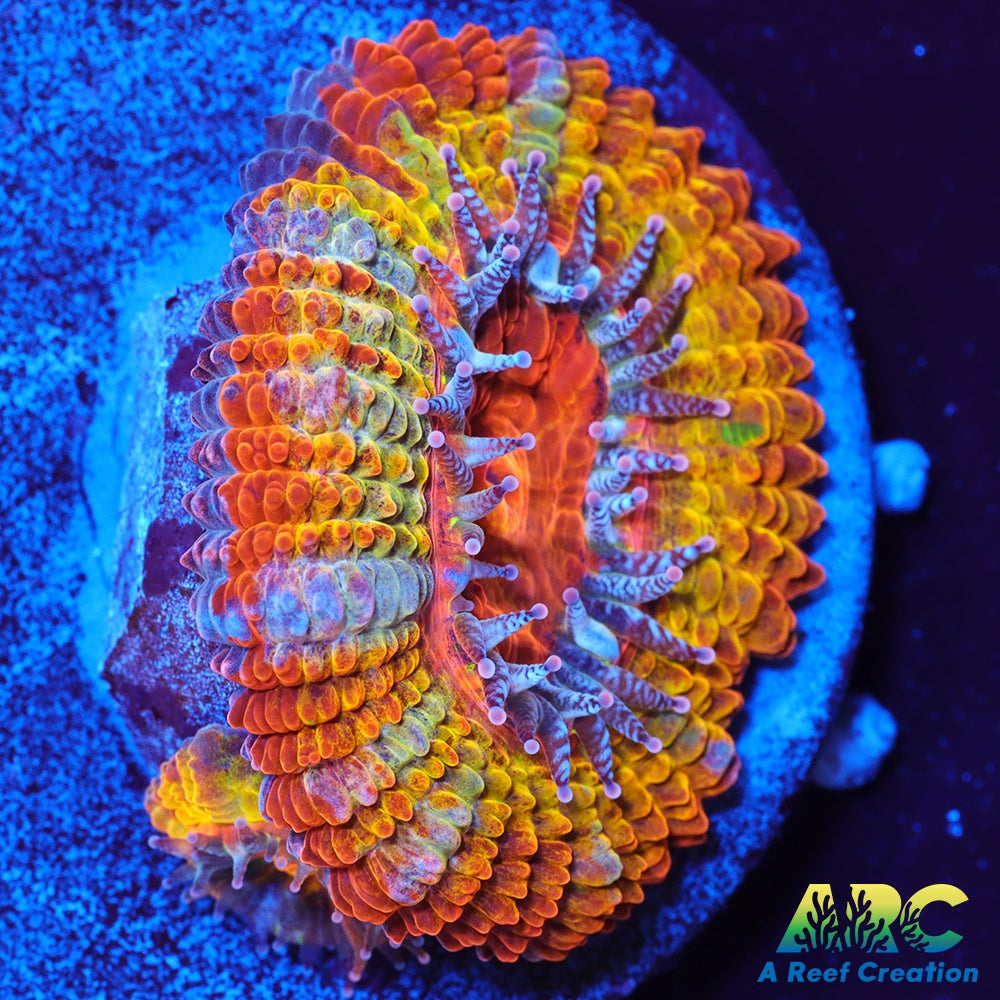 ARC Double Agent Acan