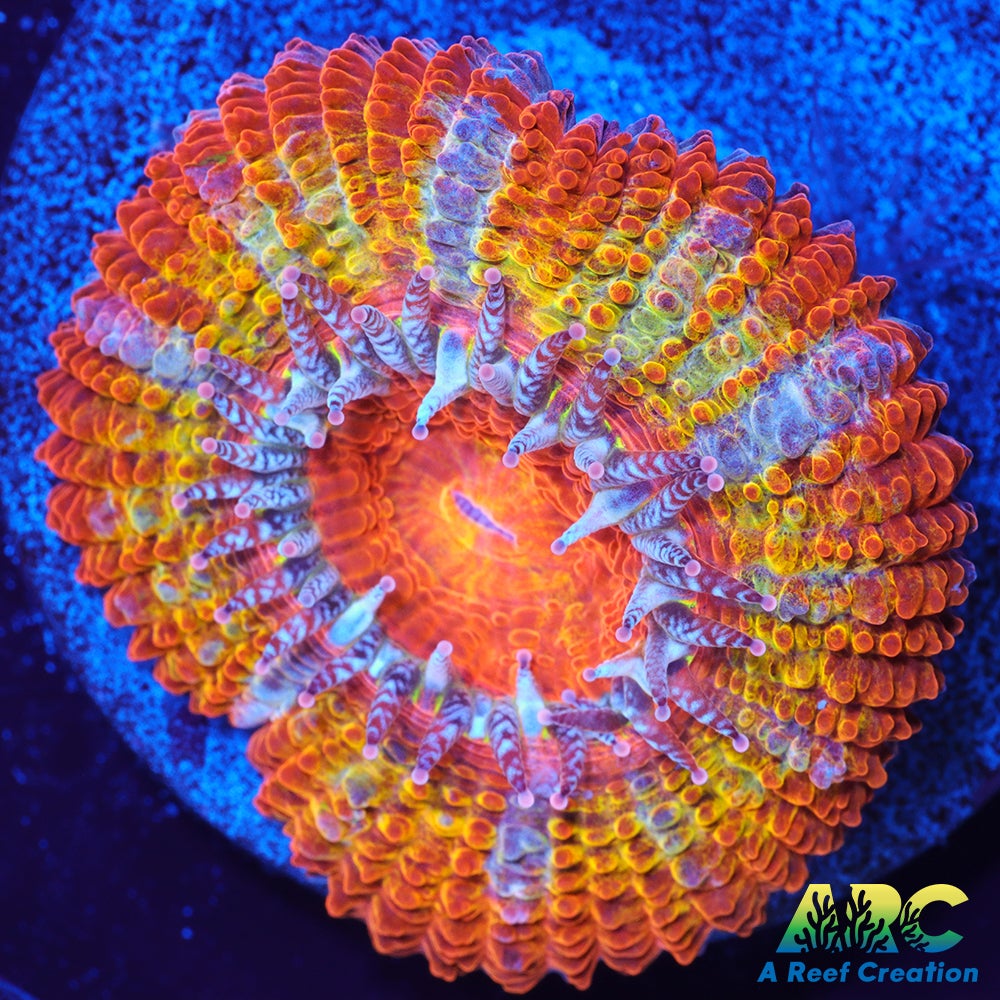 ARC Double Agent Acan
