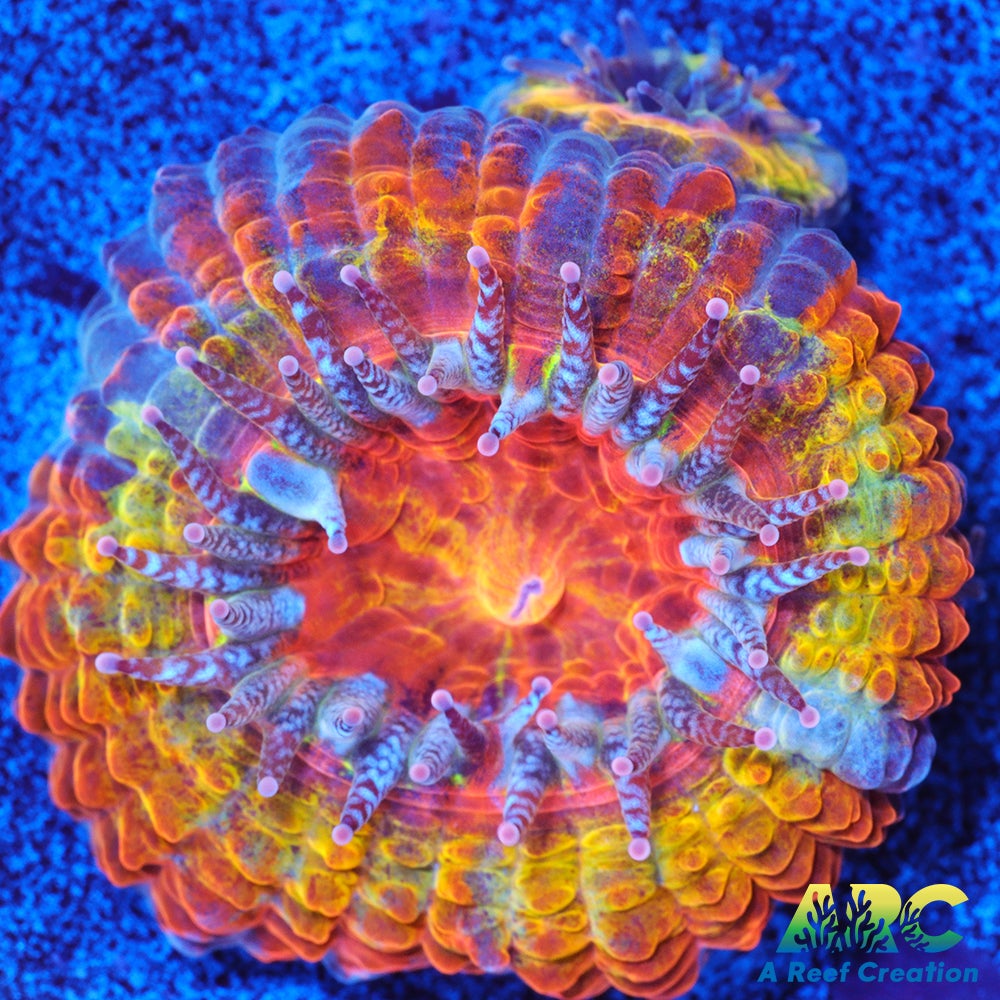 ARC Double Agent Acan