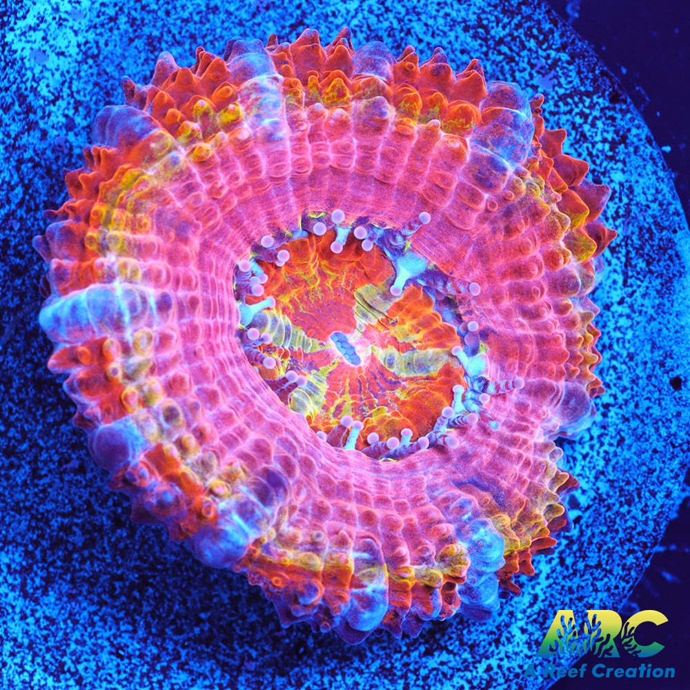 ARC Sour Skittles Acan