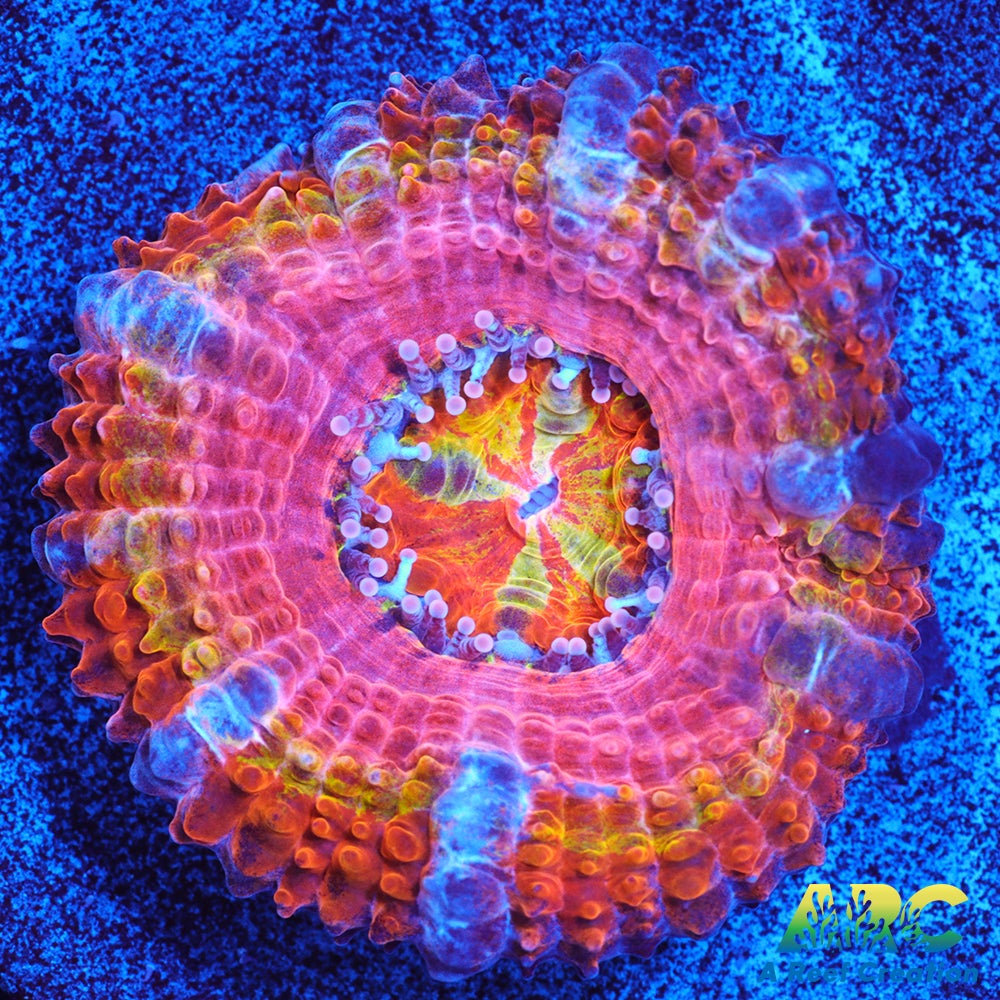 ARC Sour Skittles Acan