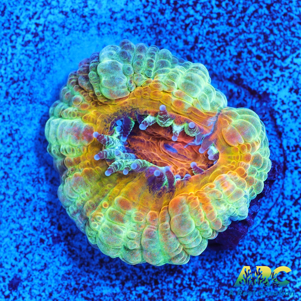 Acan Charmander Acan